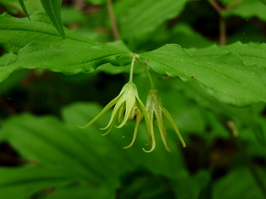 {Prosartes lanuginosa}